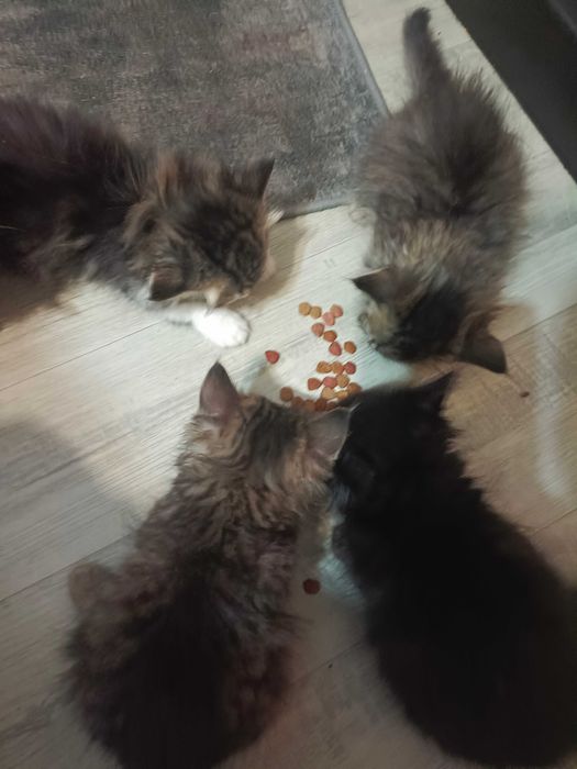 Котята в хорошие руки