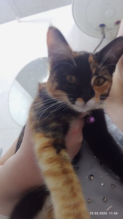 Чья потеряшка,девочка.