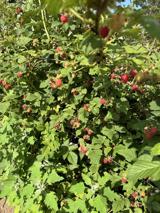 Продам дачу Сосновый бор