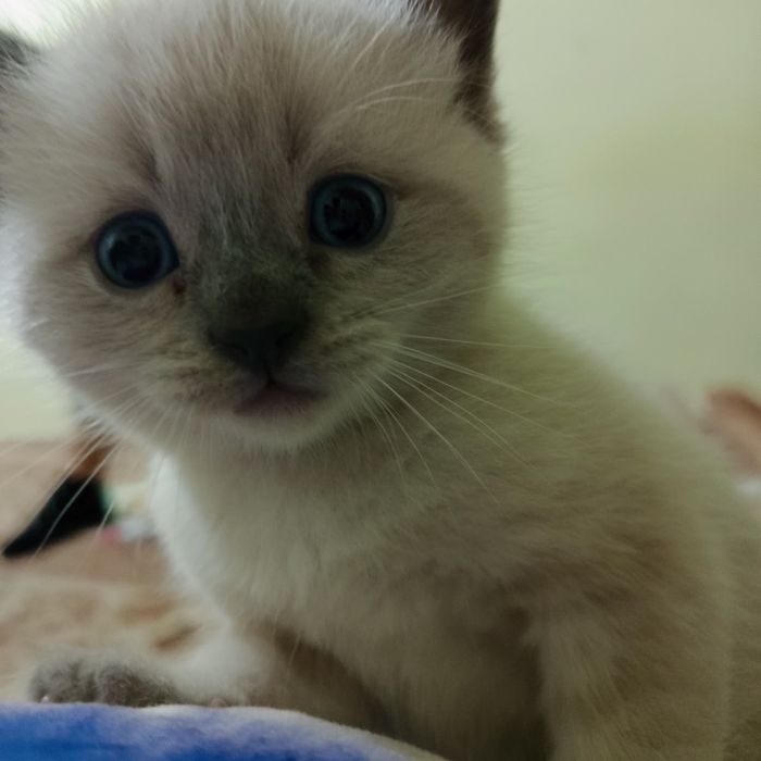 Котёнок продаётся