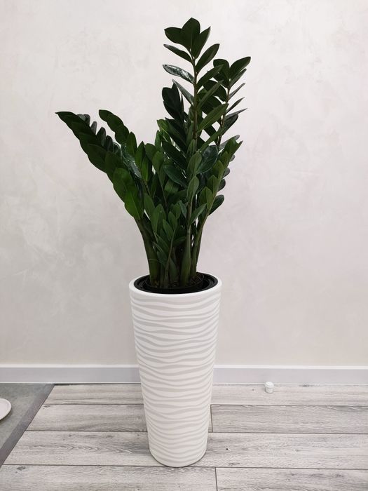 Растения , цветы для дома. доставка