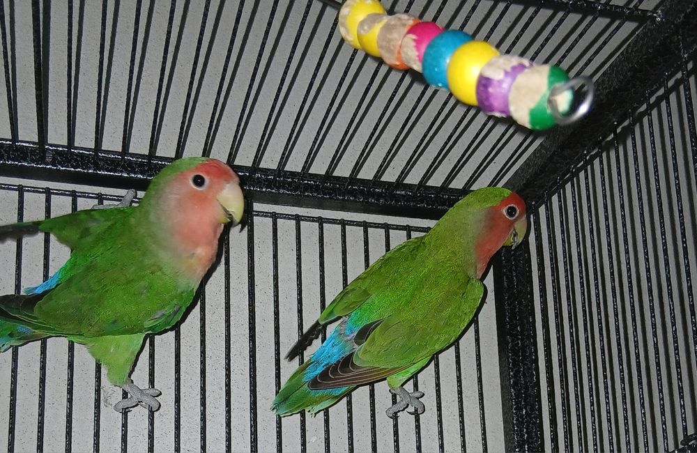 Agapornis  pereche matura reproducatoare