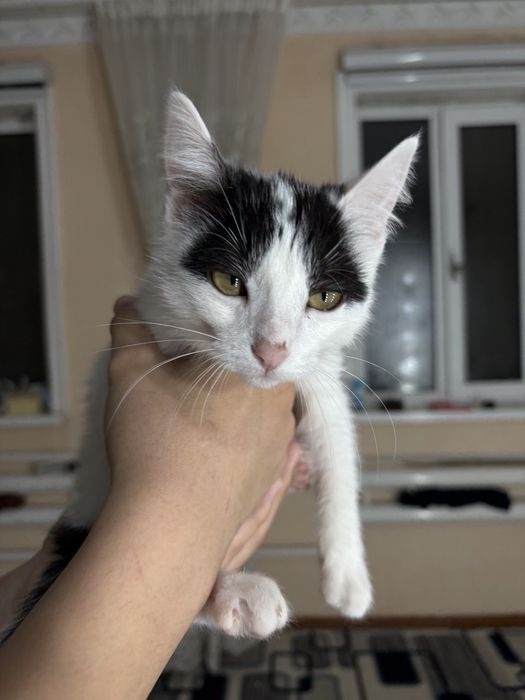 пишик сатылады жаксы багатын адамга