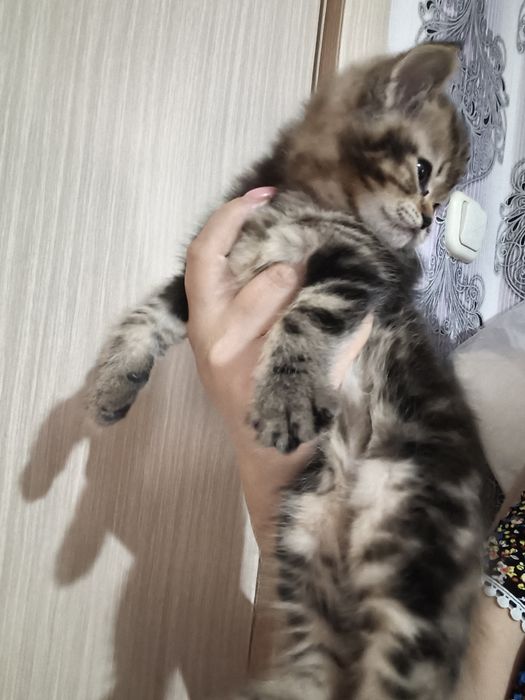 Шотладские котята мальчики