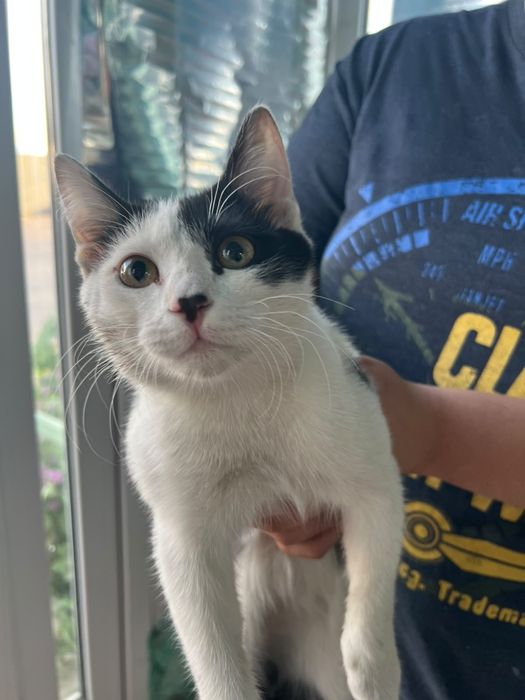 Котят отдам доброе руки