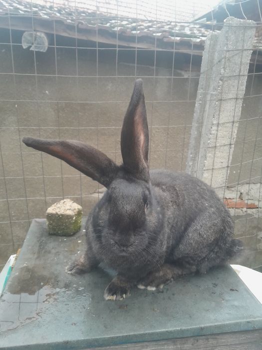 Iepuri de vânzare la preț avantajos