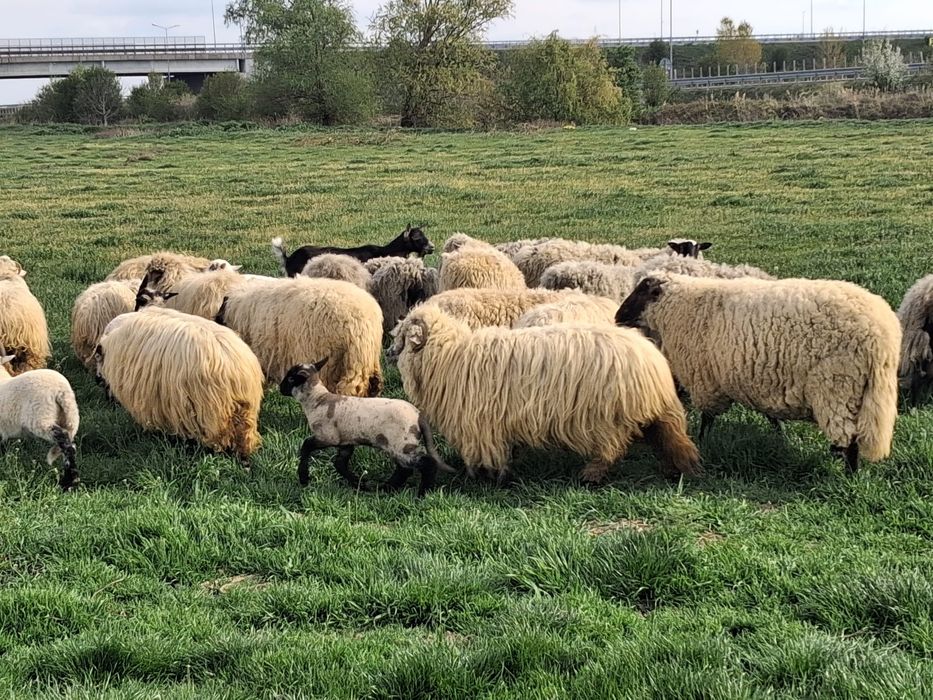Vand oi romanov si turcane cu tigai