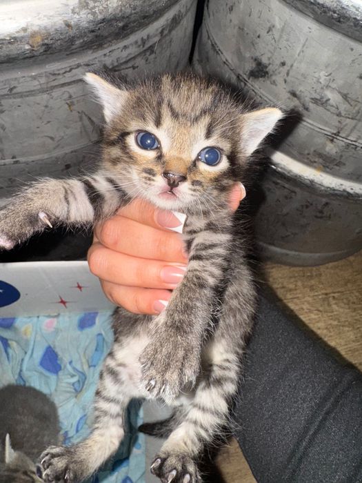 Отдам котят в хорошие руки