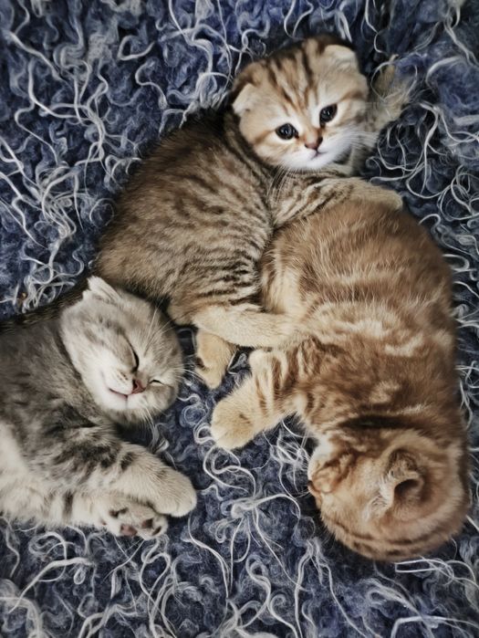 Котята британцы 30000