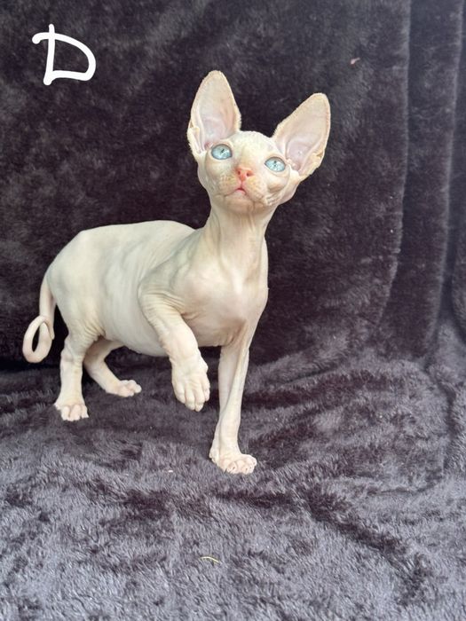 Котята канадского сфинкса