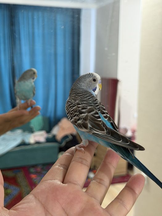 Тоты құс сатылады