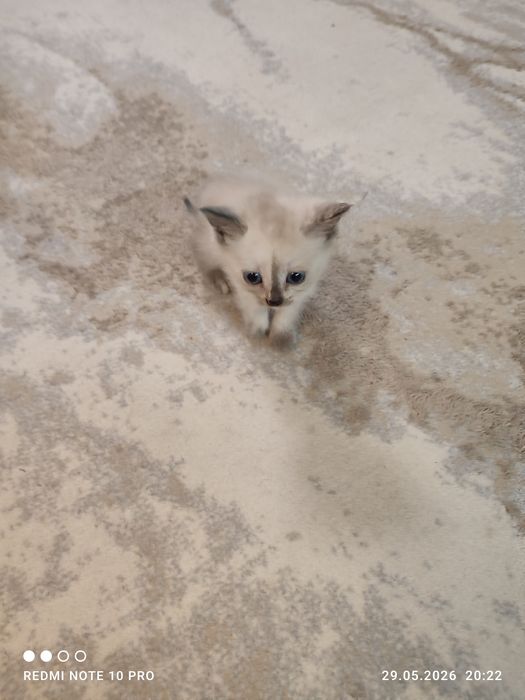 Отдам котят бесплатно