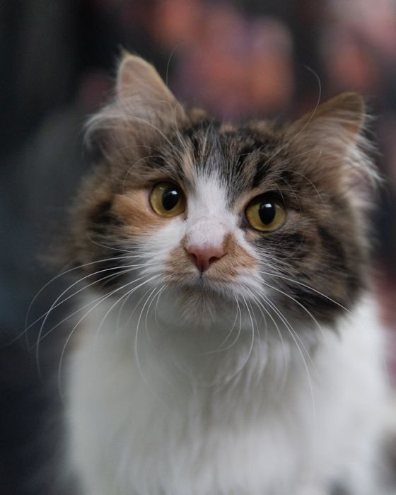 Прекрасната Писана търси дом, кастрирана