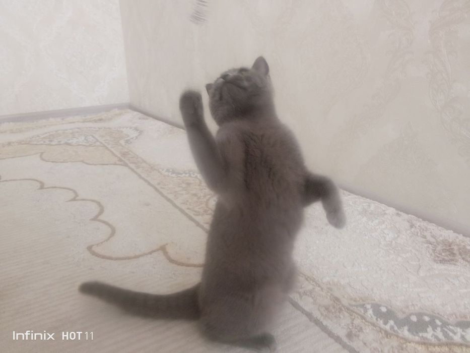 Mushuk British shoootland