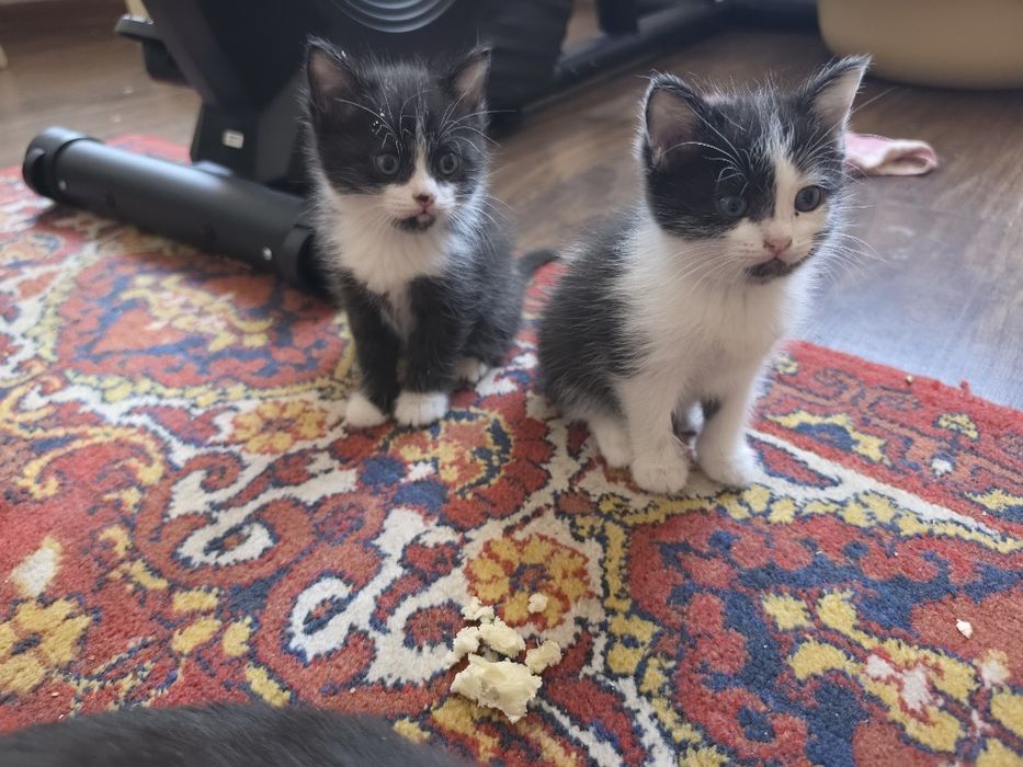 Котята красивые игривые будущие крысоловы