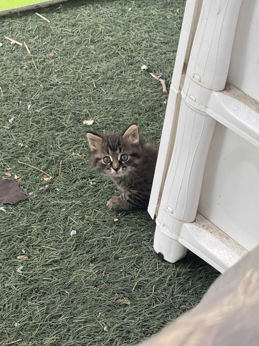 котенок  маленький даром