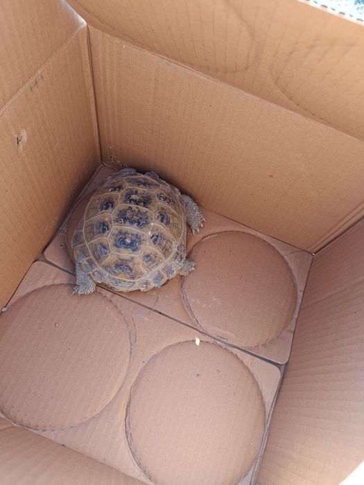 Среднеазиатские черепахи