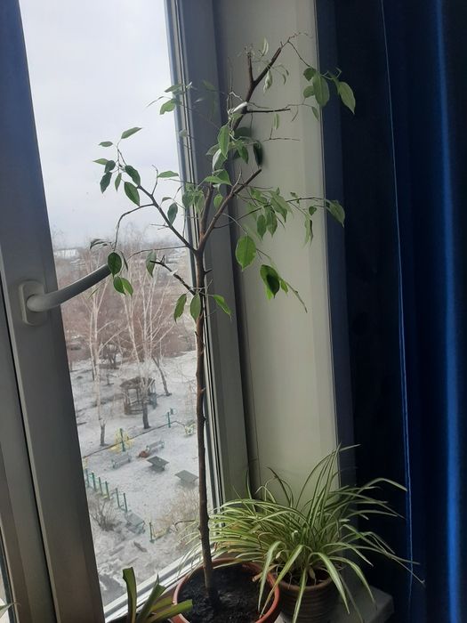 Продам фикус Бенджамина 5000 тенге