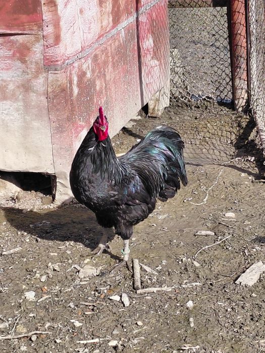 Cocosi australorp