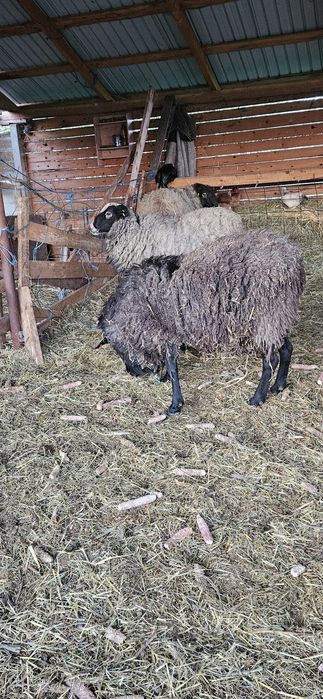 De vanzare berbeci Romanov