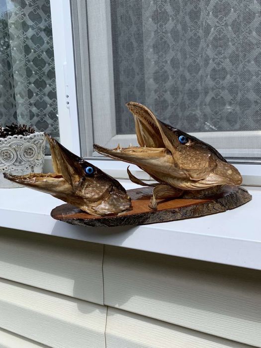 Препарирани глави от щука