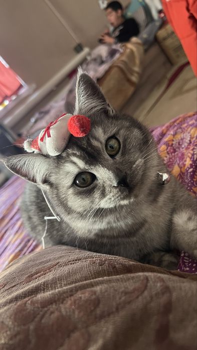 Mushuk zotli scottish strayd