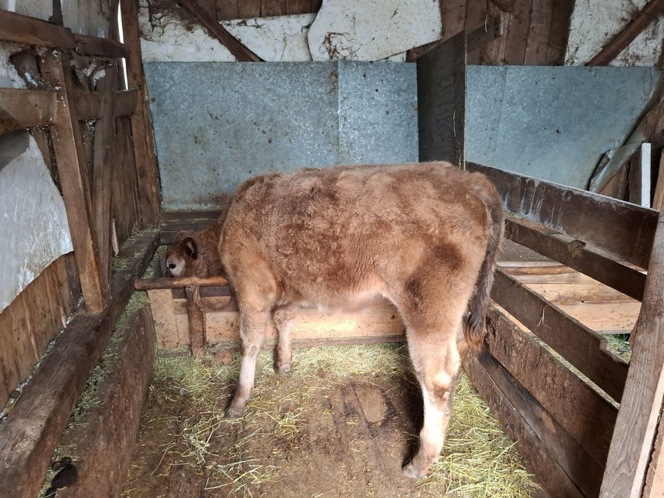 Vând taur si vitea angus