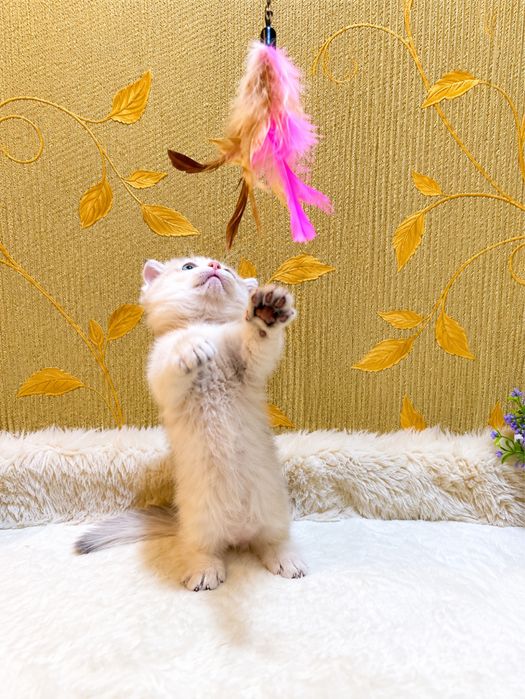 Манчкин Munchkin ellit
