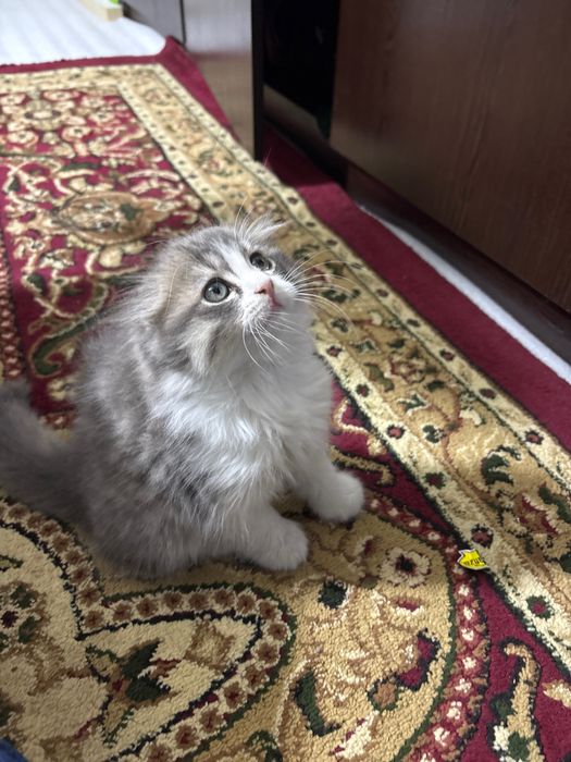 2 oyli ogil scotish fold