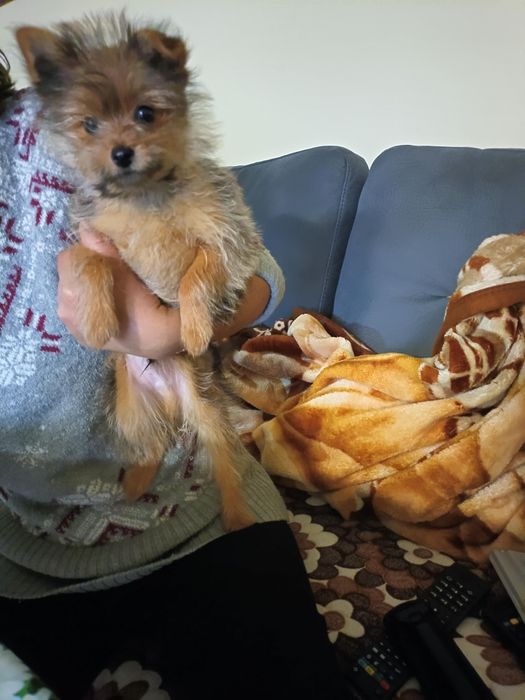 Мъжко куче юрки баща помернг маика юрки