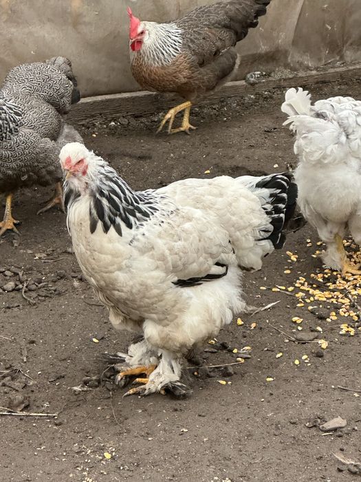 Brahma Columbia, HD si Albastru