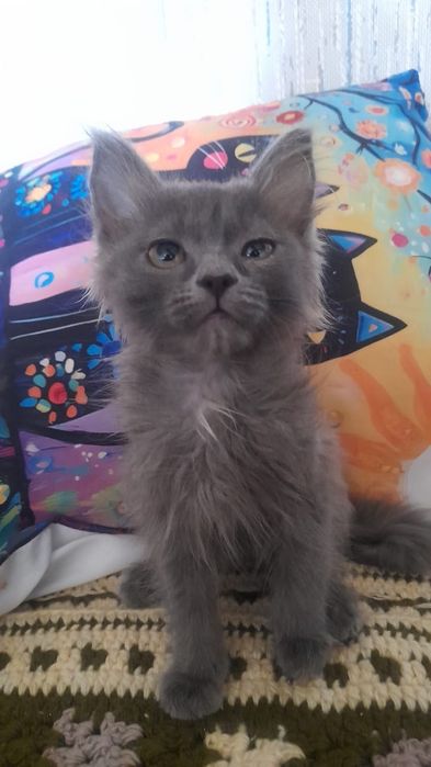 Отдам котят бесплатно