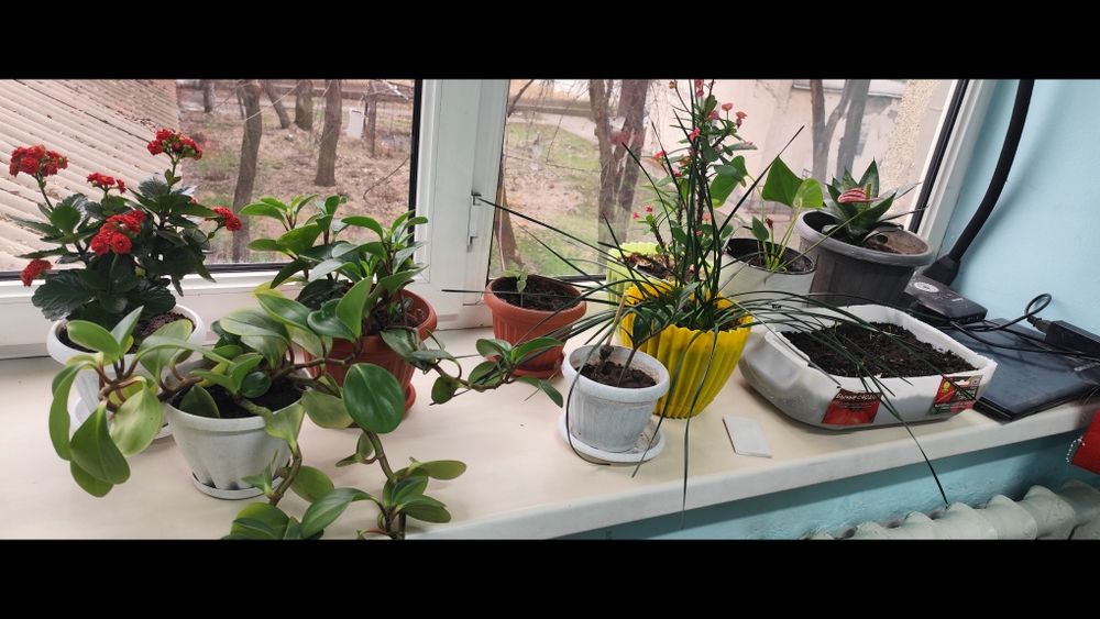 Продам комнатные цветы