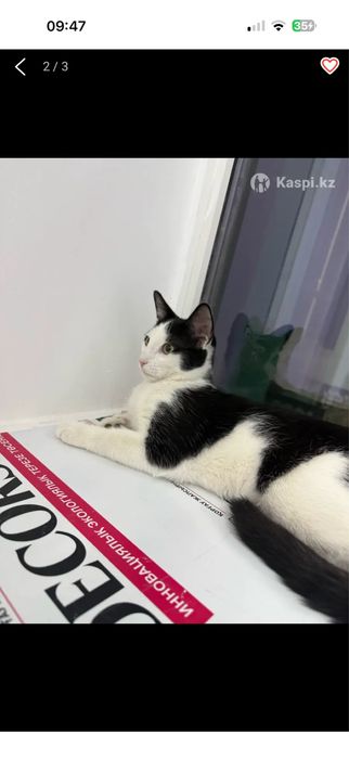 отдам котенка в доврые руки