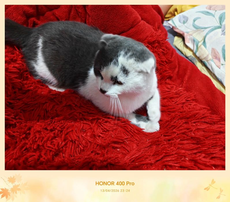 Yana bir mushukchamiz sotuvda