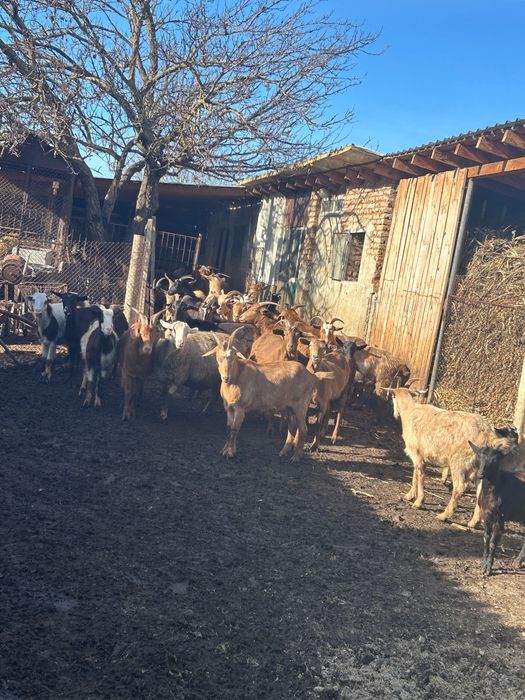 Кози, ярета и прасета за продаване