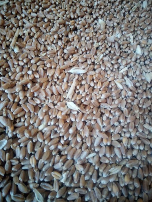 Vând porumb grau triticale