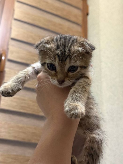 Отдам даром котенка
