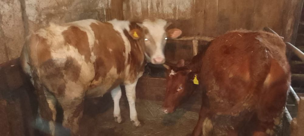 Продам на доращивание