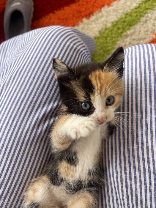 Adoptie puiuti de pisica
