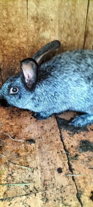 Продам кроликов.