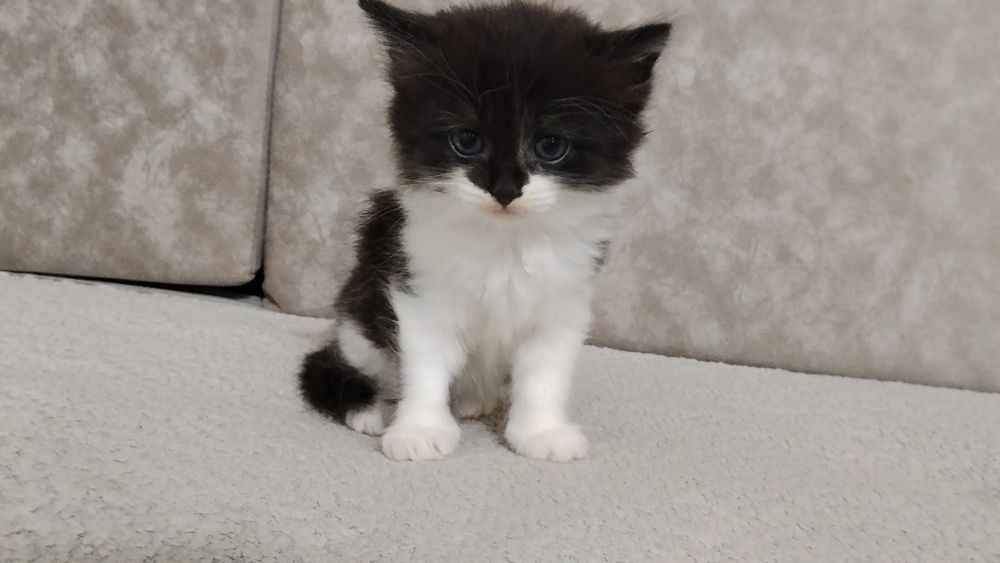 Отдам котят в добрые руки
