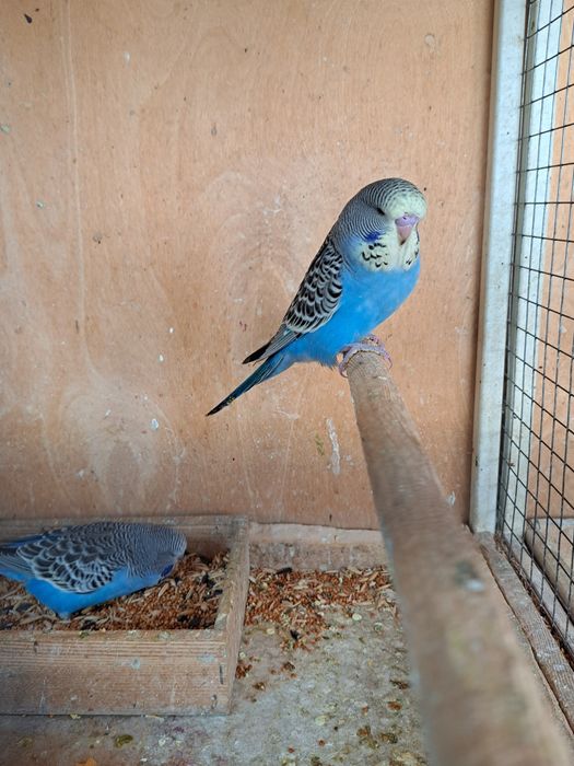 Выставочные попугаи