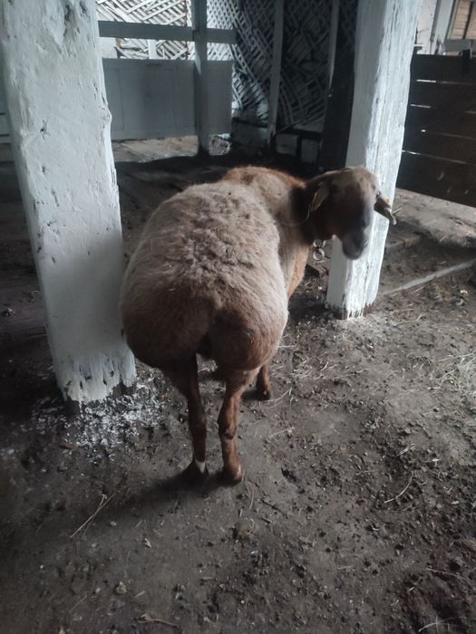 Продается барашка порды Гисар