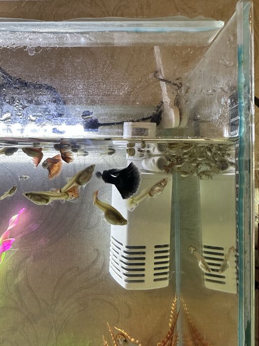 Гуппи разновидные