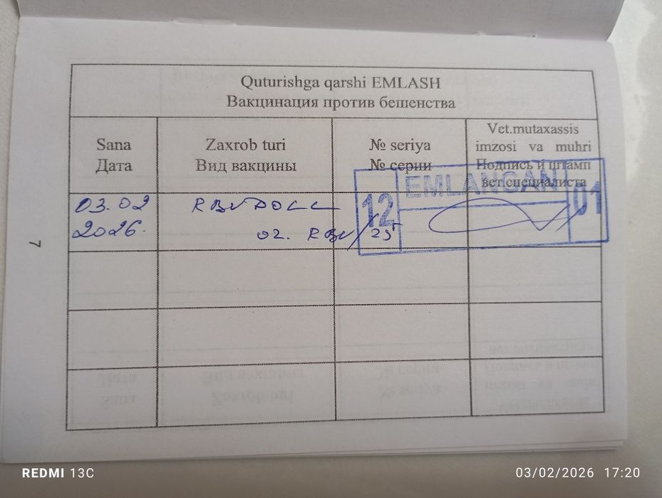 Вязка Британиский шиншила