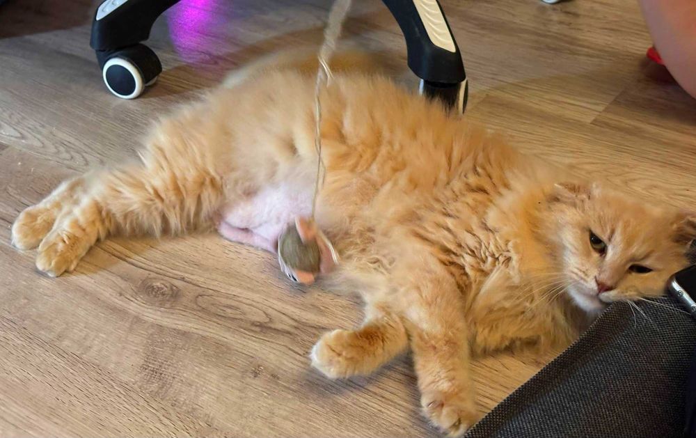 Adoptie pisica roscata Pufarina