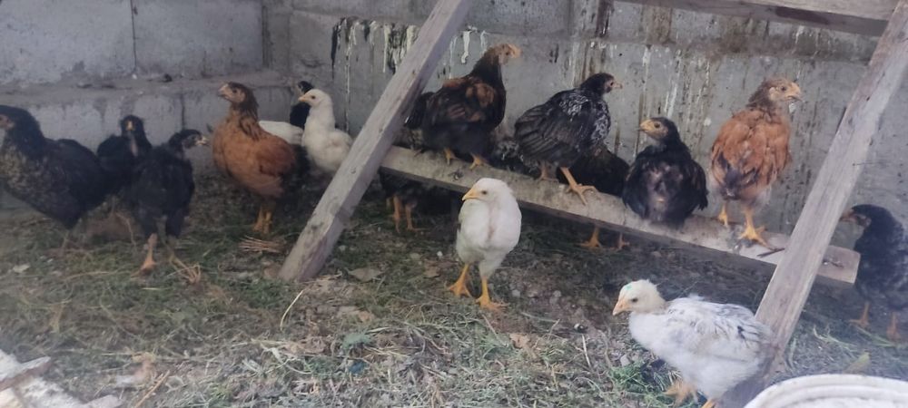 петушки подросшие шустрые продам