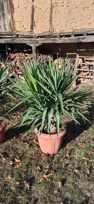 Палма юка различни по размер