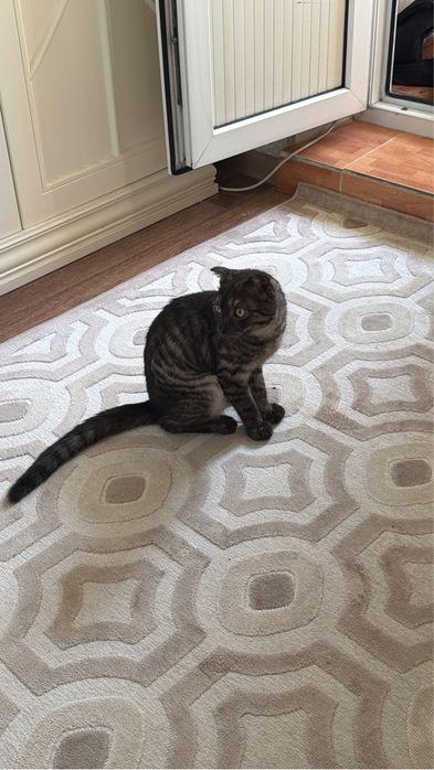Кот отдам нашла его